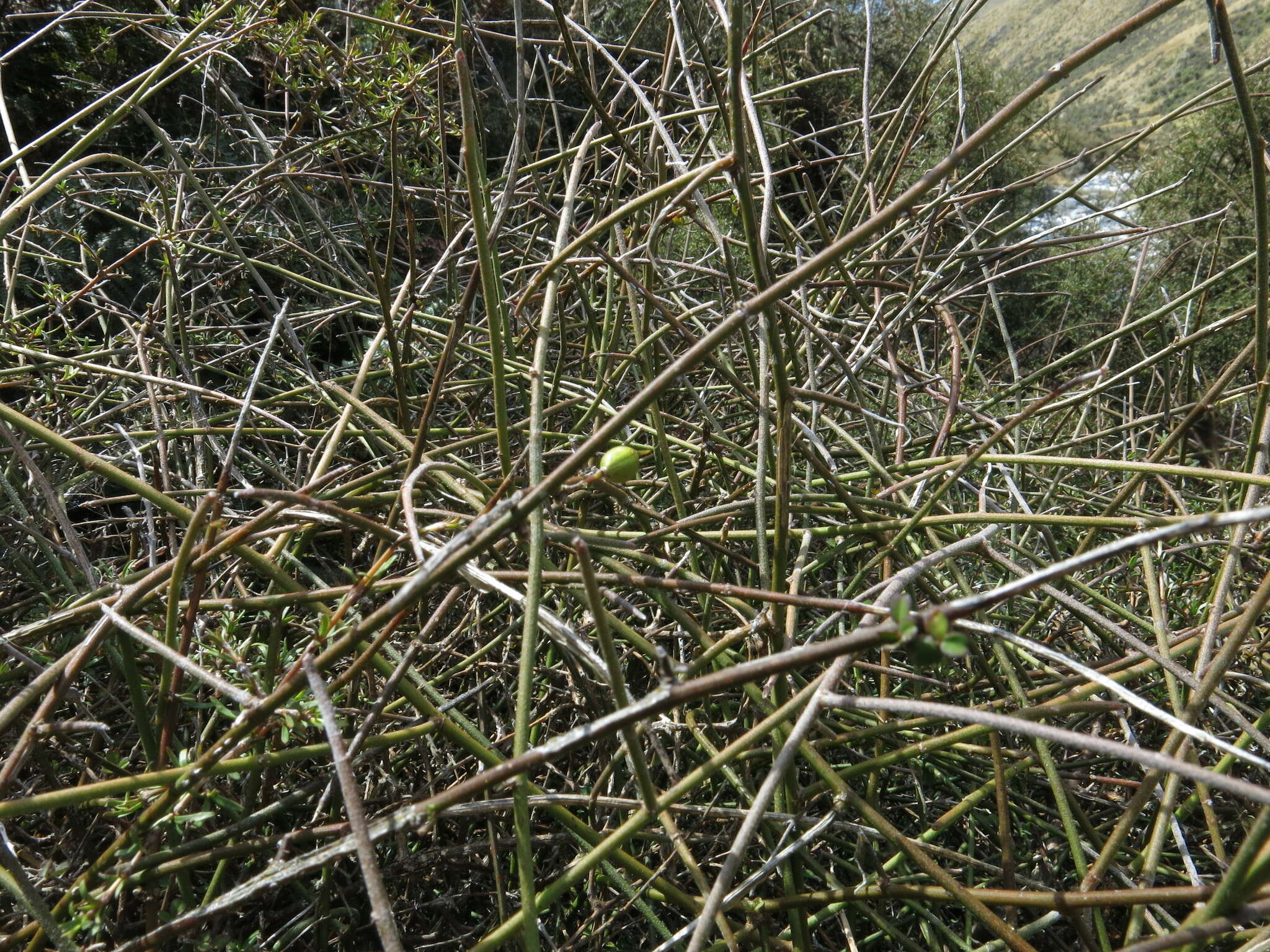 Image of Carmichaelia kirkii Hook.