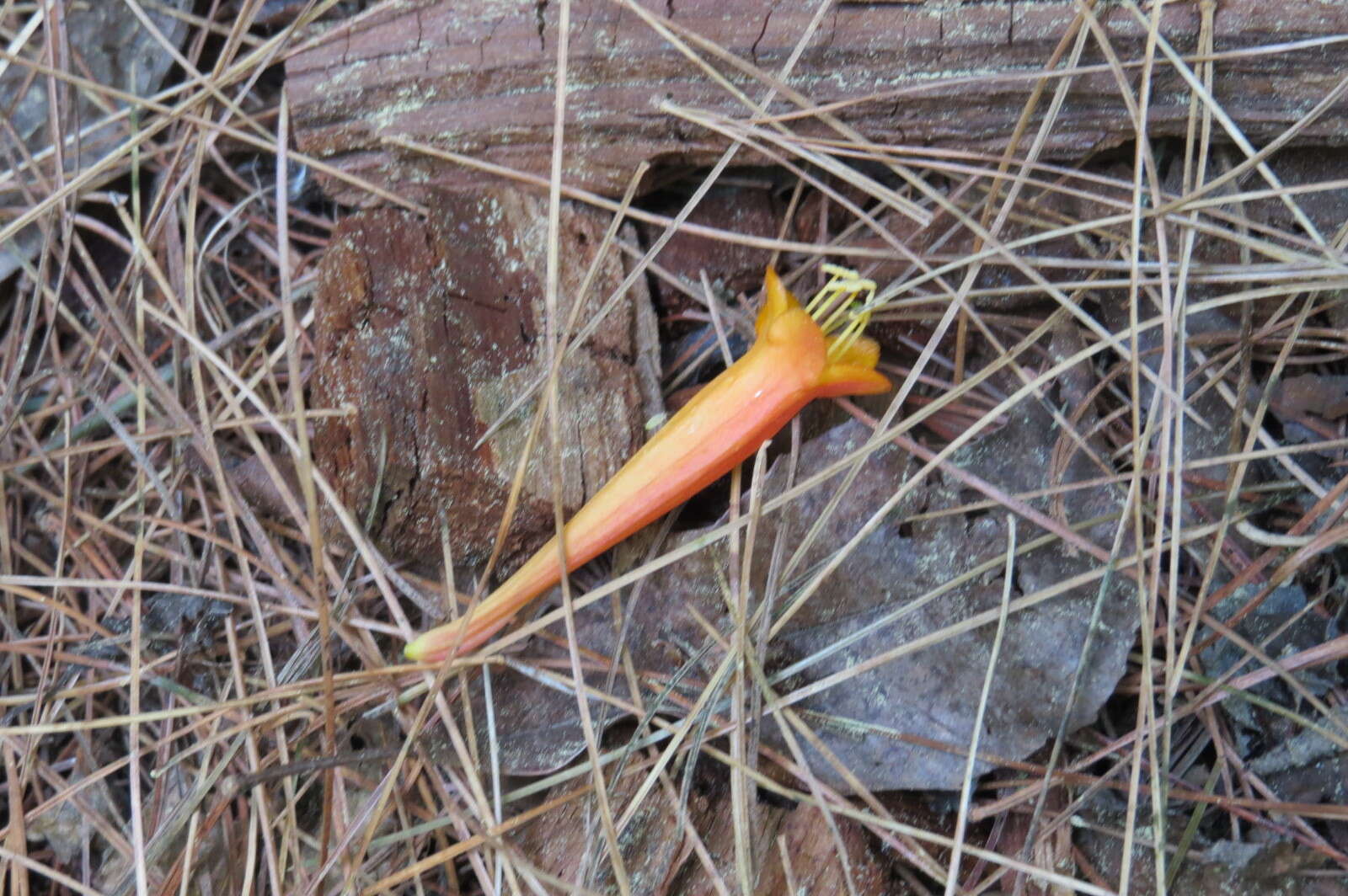 Image of Lonicera pilosa Willd. ex Kunth