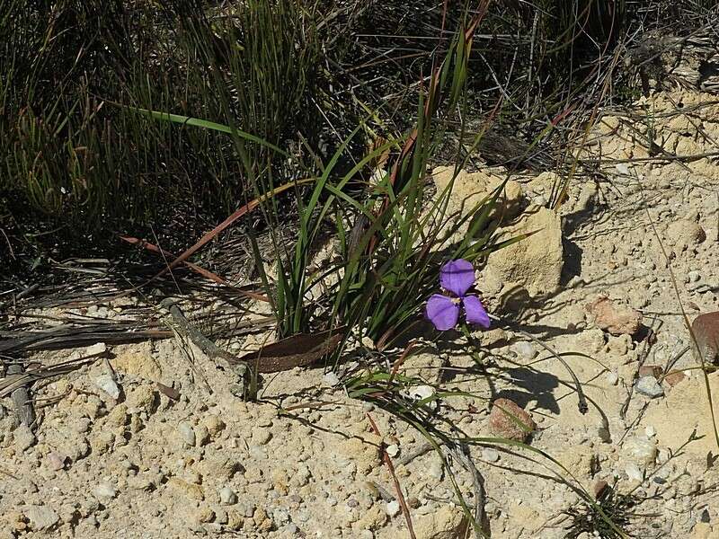 Image of Patersonia sericea var. sericea