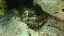 Image of Mimic Blenny