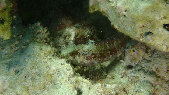 Image of Mimic Blenny