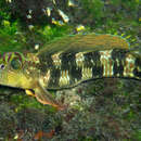 Image of Sailfin blenny