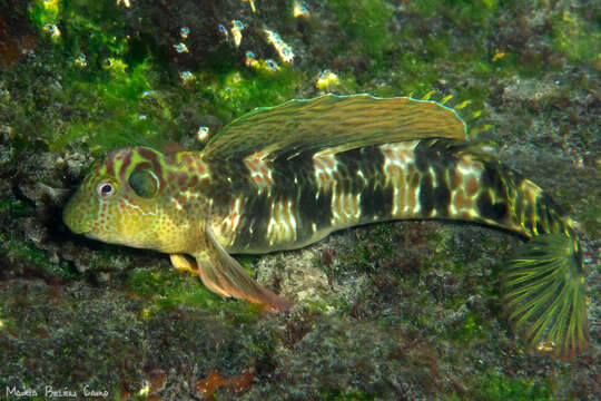 Image of Sailfin blenny