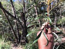 Imagem de Grevillea banksii R. Br.