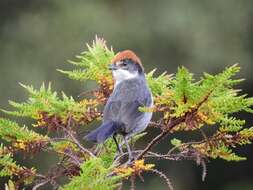 Image of Antioquia Brush-Finch