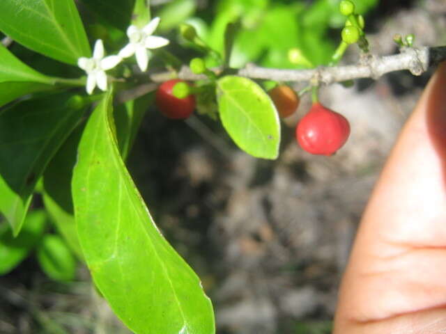 Image of Cyclophyllum coprosmoides (F. Muell.) S. T. Reynolds & R. J. F. Hend.