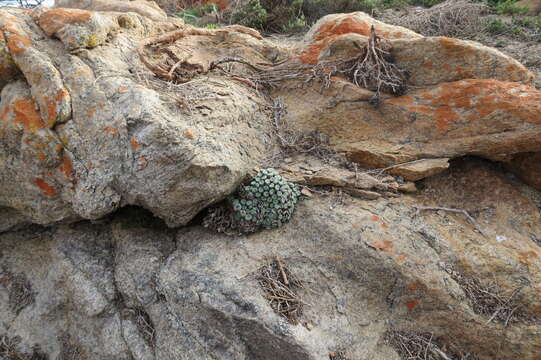 Image of Conophytum minutum var. minutum