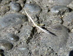 Image of <i>Pterophorus innotatalis</i>