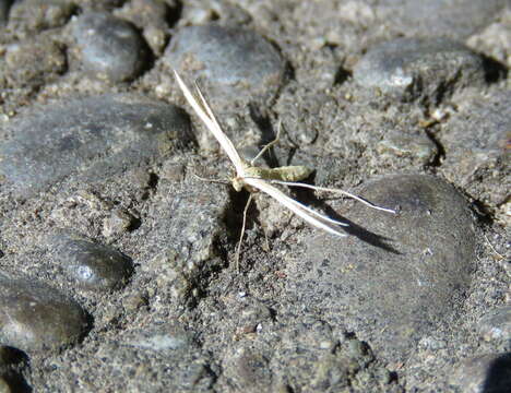 Image of <i>Pterophorus innotatalis</i>