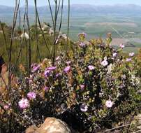 صورة Lampranthus profundus (L. Bol.) H. E. K. Hartm.