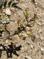 Astragalus douglasii var. douglasii resmi