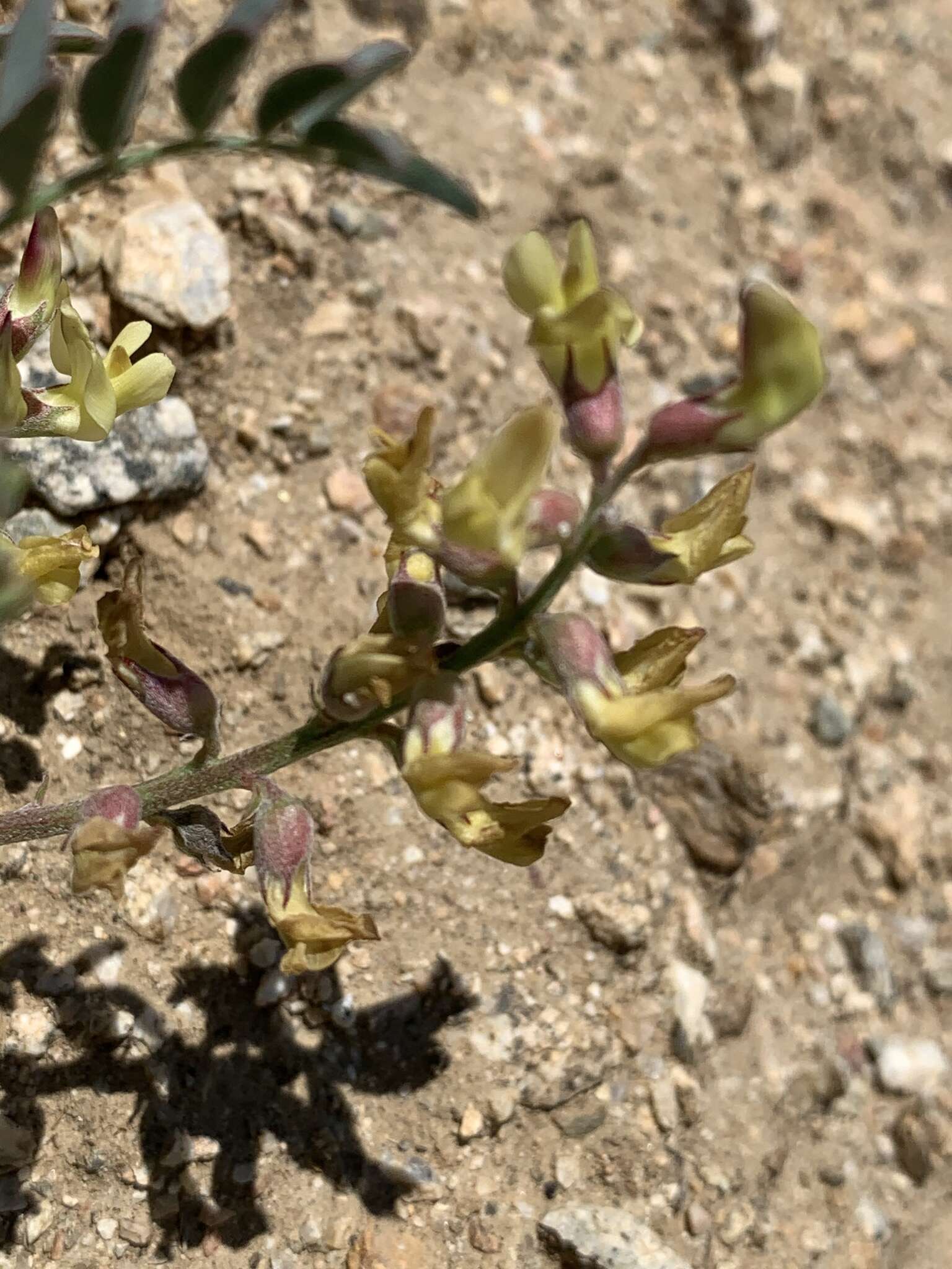 Astragalus douglasii var. douglasii resmi