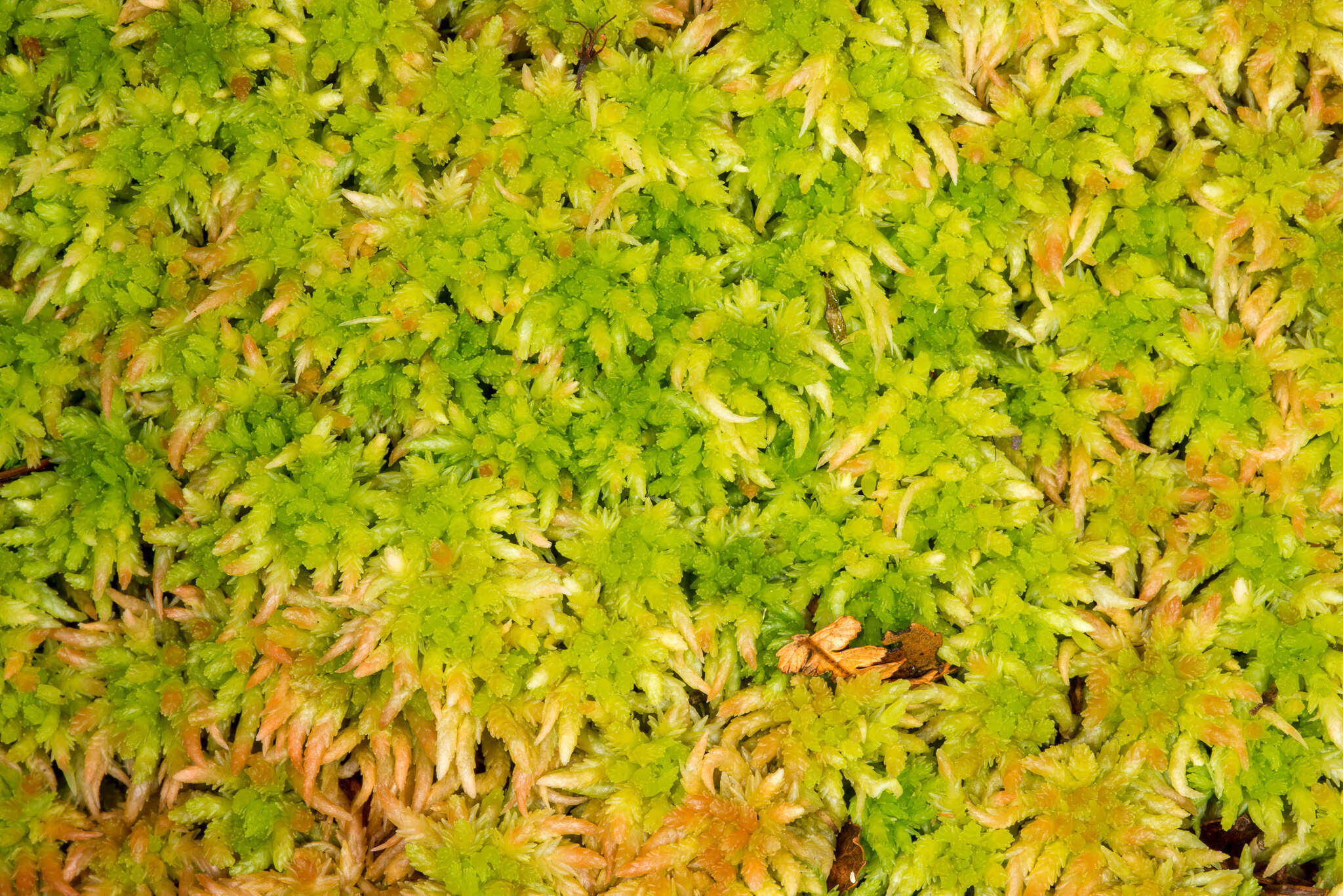 Sphagnum falcatulum Bescherelle 1885的圖片