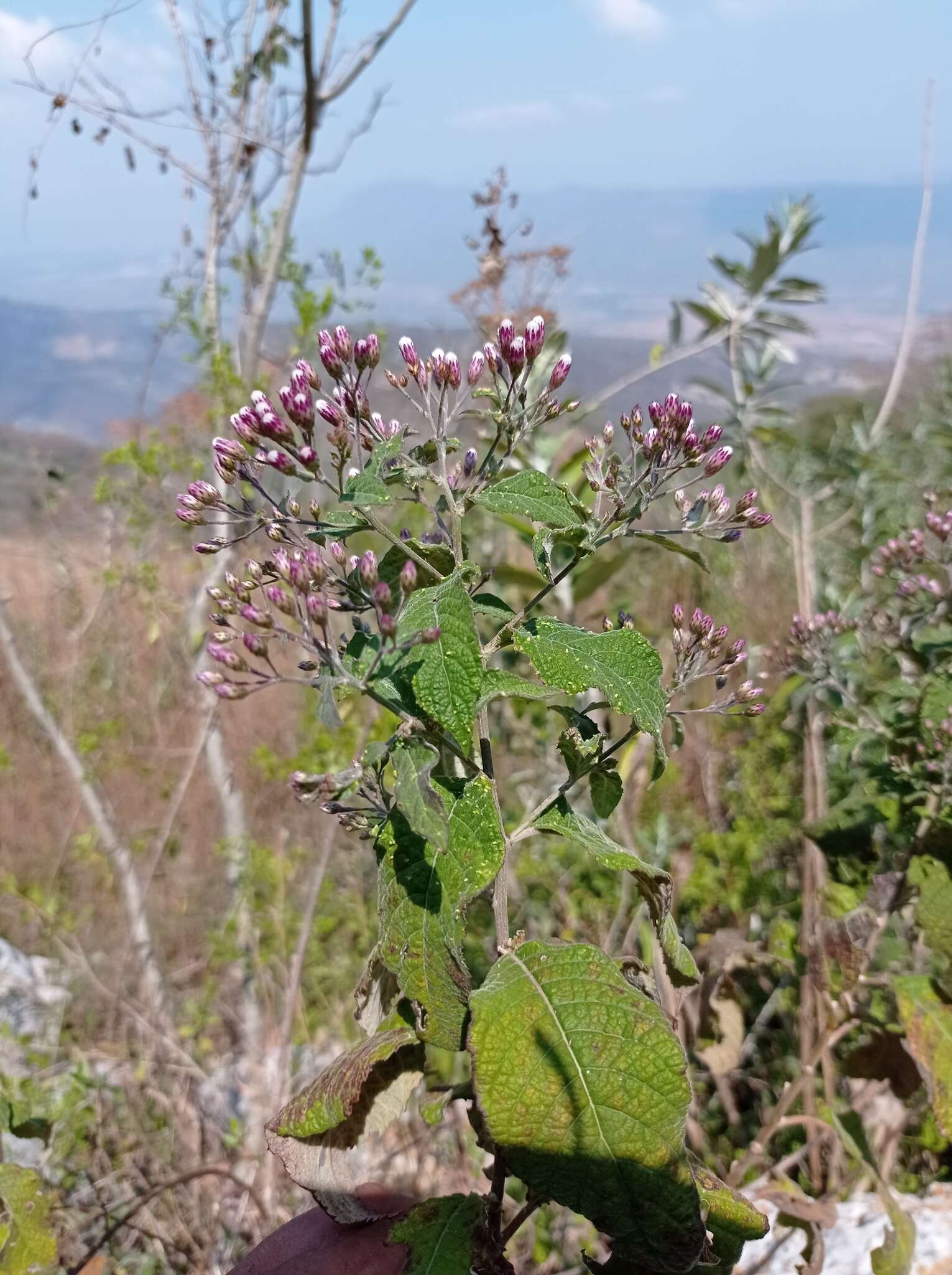 Image of Vernonanthura oaxacana (Sch. Bip. ex Klatt) H. Rob.