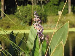 Image of Thalia multiflora Horkel ex Körn.