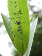 Image of Garden Acraea