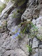 Image of Gentiana septemfida subsp. grossheimii (Doluch.) J. J. Halda