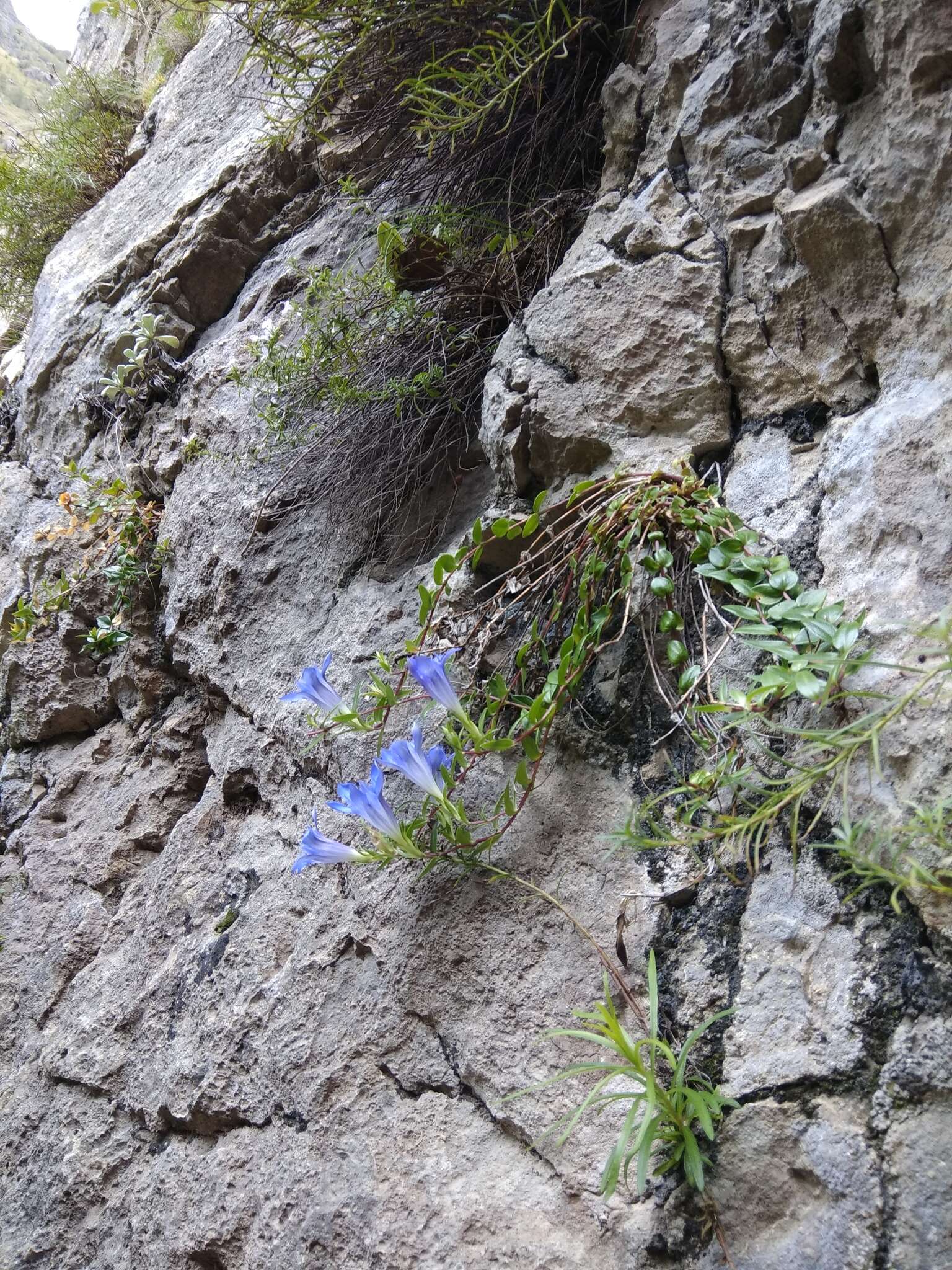 Image of Gentiana septemfida subsp. grossheimii (Doluch.) J. J. Halda