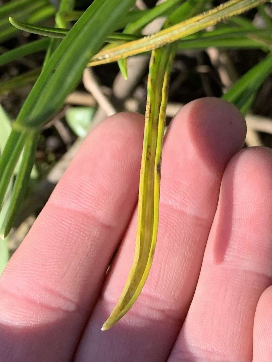 Image of Puccinia liliacearum Duby 1830