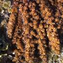 Image of Sargassum polyphyllum