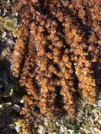 Sargassum polyphyllum resmi