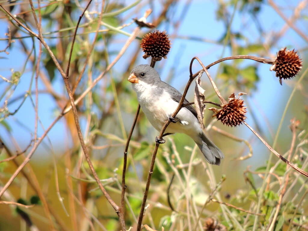 Sporophila leucoptera (Vieillot 1817) resmi