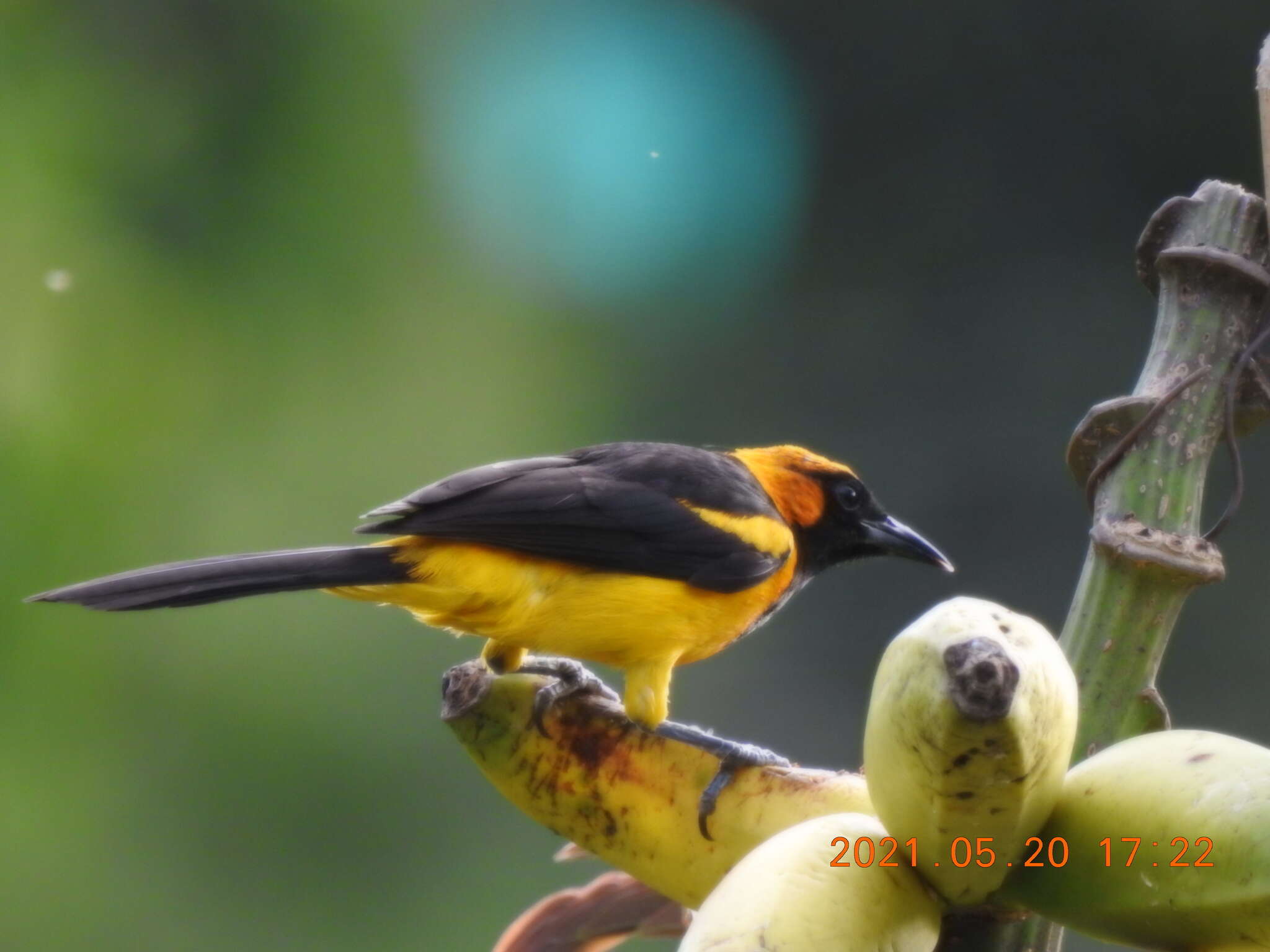 Icterus auricapillus Cassin 1848 resmi