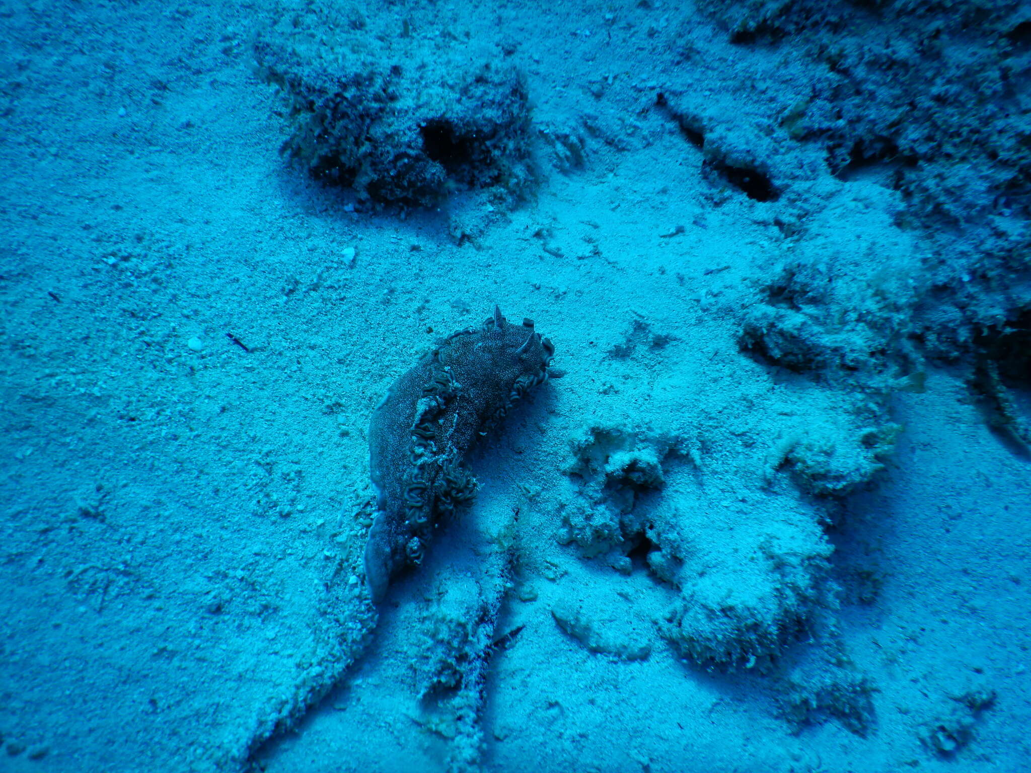 Image of Mauve green edged stocky slug