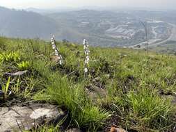 Imagem de Gladiolus inandensis Baker