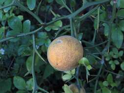 Image of hardy orange