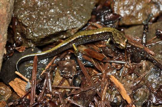 Sivun Plethodon dunni Bishop 1934 kuva