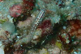 Image of Adorned dwarfgoby