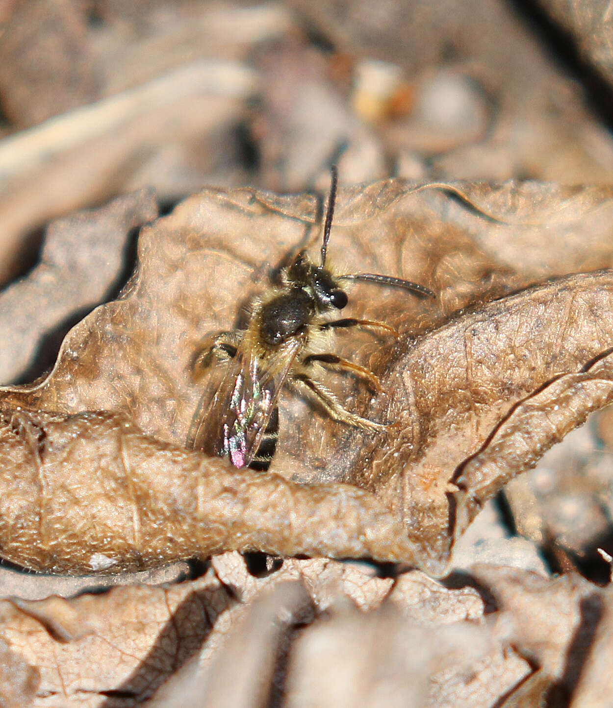 Image of Miserable Andrena