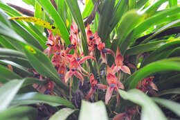 Image of Maxillaria meleagris Lindl.