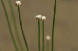 Sivun Eriocaulon cinereum R. Br. kuva