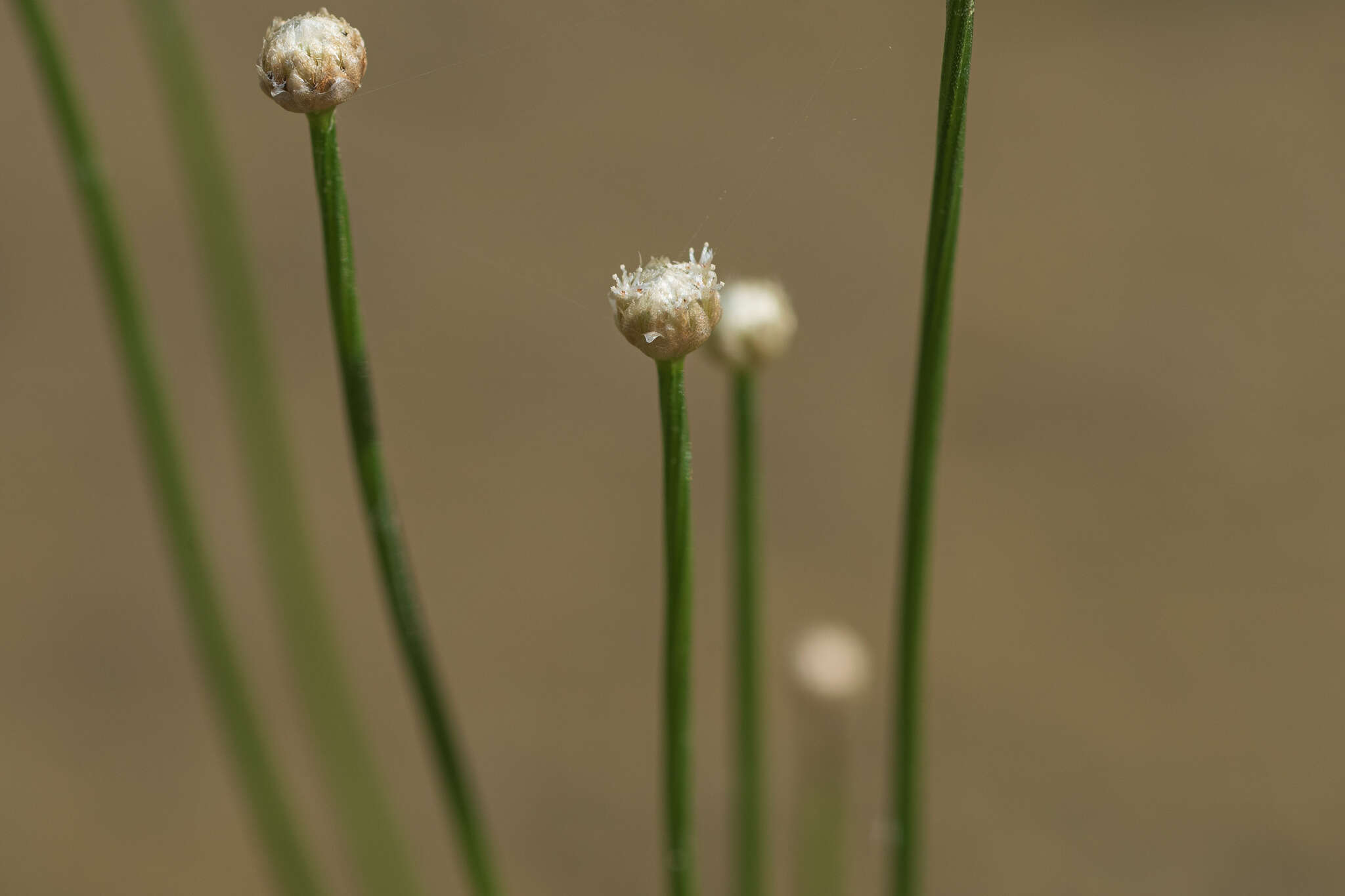 Sivun Eriocaulon cinereum R. Br. kuva