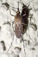 Image de Aedes nigromaculis (Ludlow 1906)