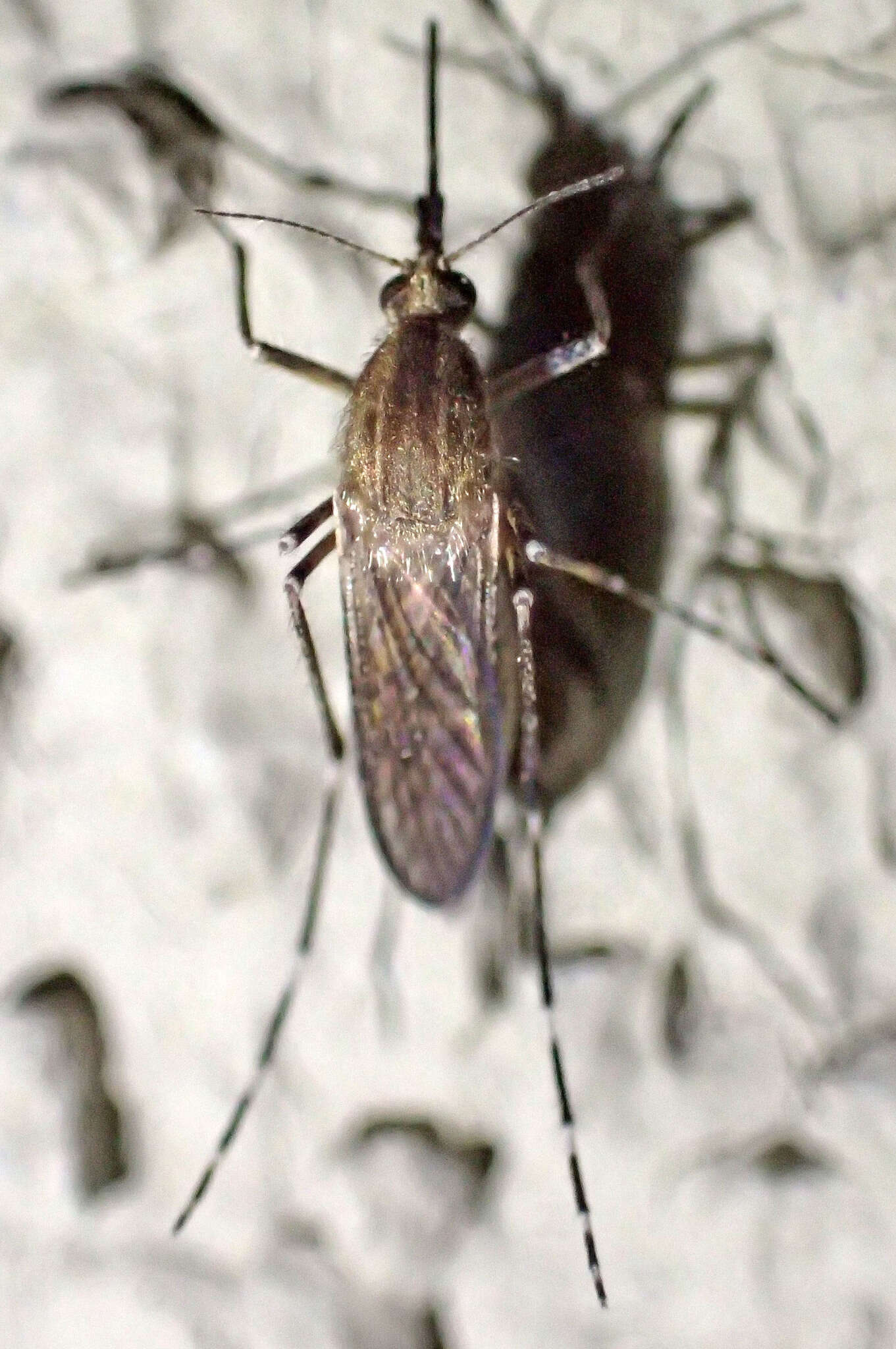 Image of Aedes nigromaculis (Ludlow 1906)