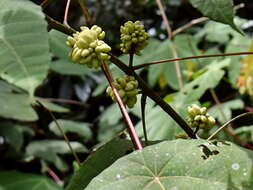 Image of Macaranga triloba (Thunb.) Müll. Arg.