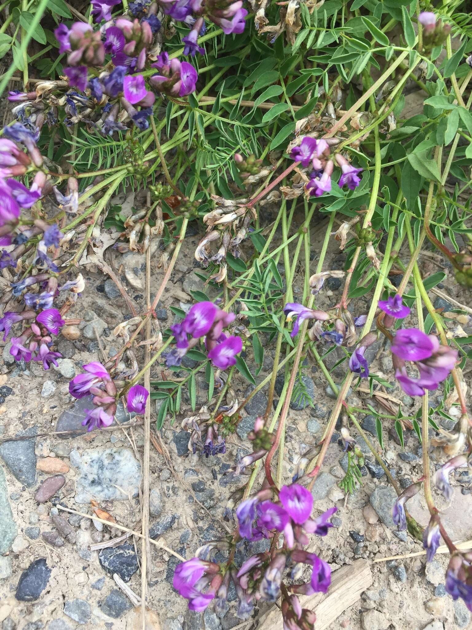 Image of Bodin's Milk-Vetch