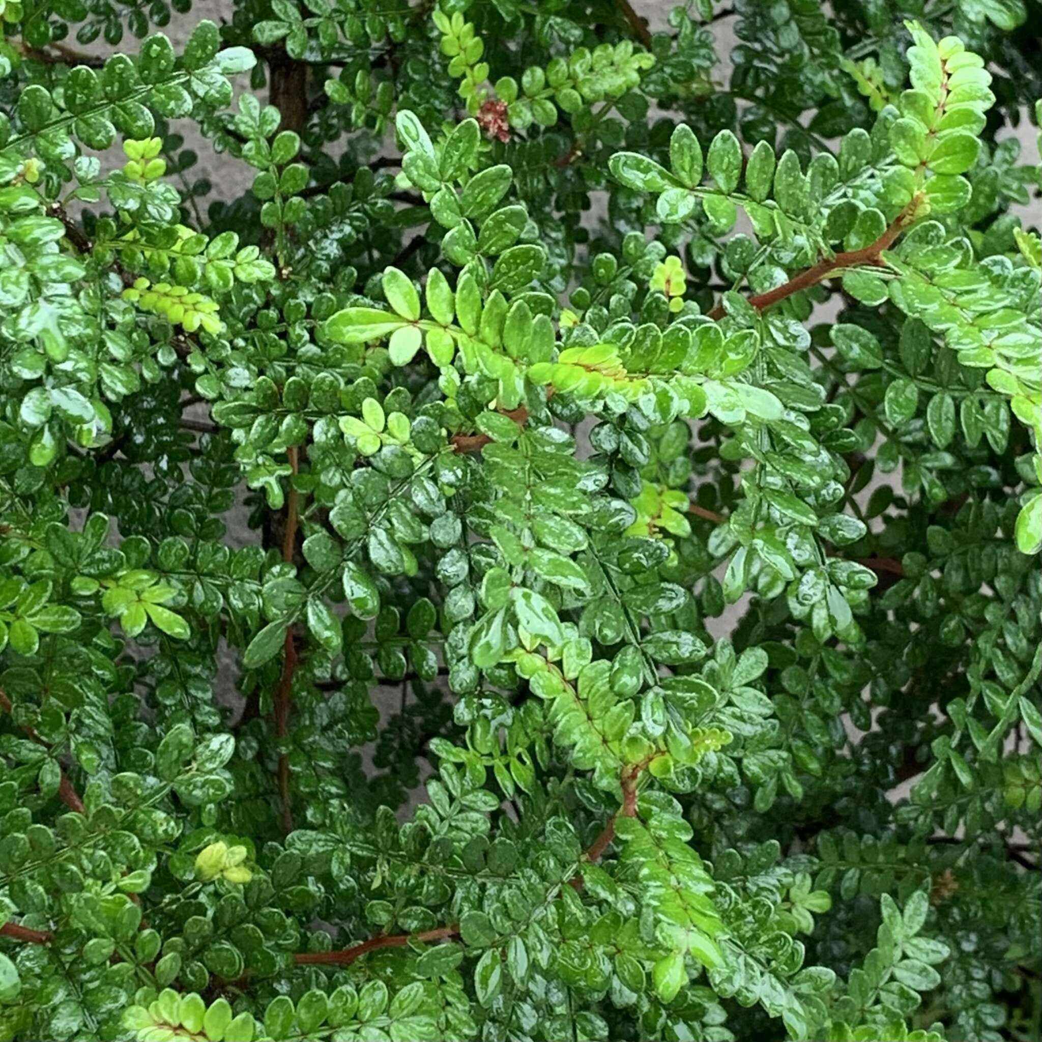 Image of Zanthoxylum beecheyanum K. Koch