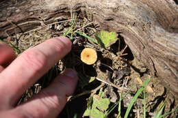 Image of Crepidotus subfulviceps (Murrill) Aime, Vila & P.-A. Moreau 2009