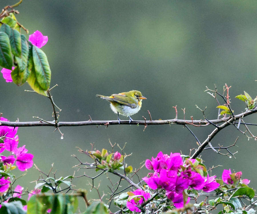 Image of Guira Tanager