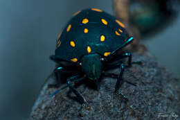 Image of Pachycoris fabricii (Burmeister 1835)