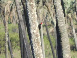 Image of Cream-backed Woodpecker