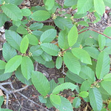 Image of beechleaf frangula