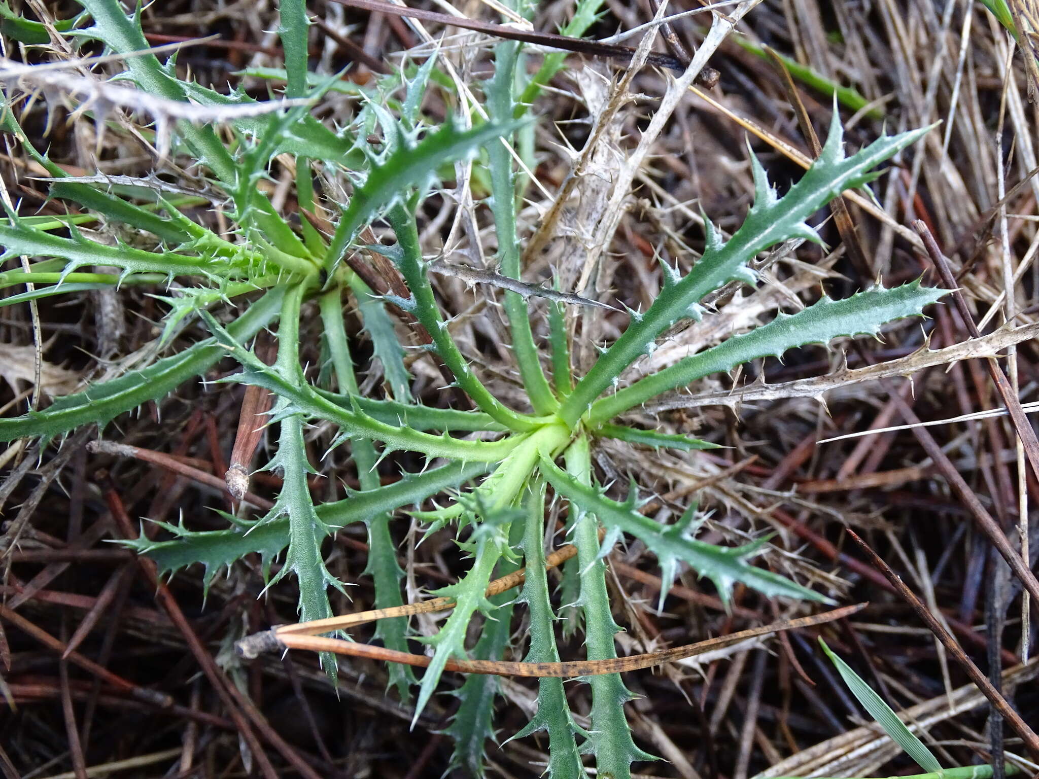 Image of Atractylis humilis L.