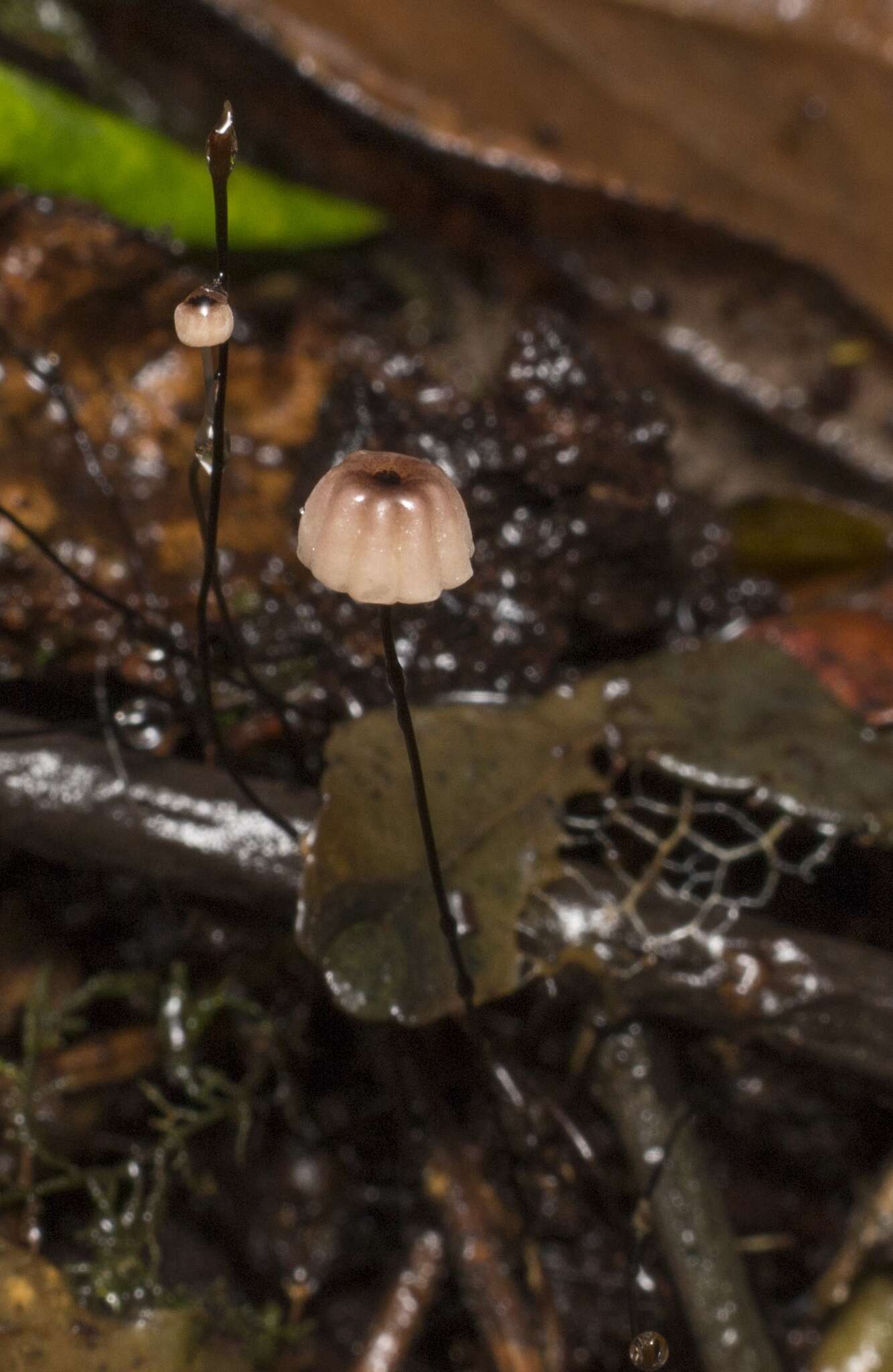 Imagem de Marasmius bulliardii Quél. 1878