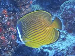 Image of Golden Butterflyfish