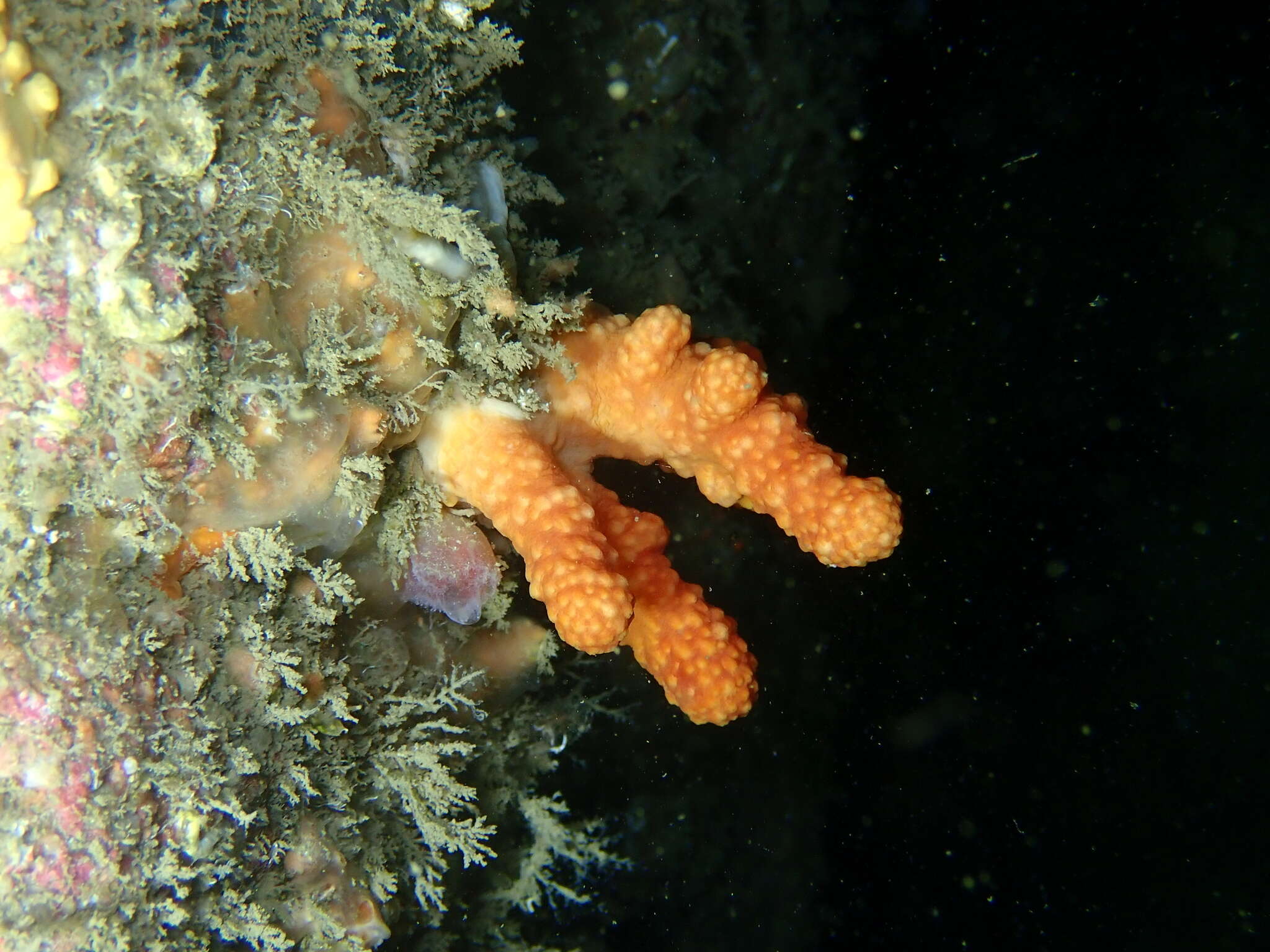 Imagem de Alcyonium glomeratum (Hassall 1843)